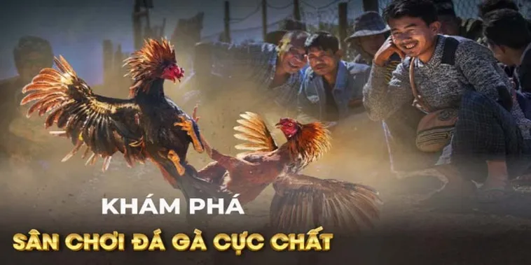 Hướng Dẫn Cách Chơi Đá Gà GA28 Tại Bet69 Dễ Hiểu Cho Người Mới